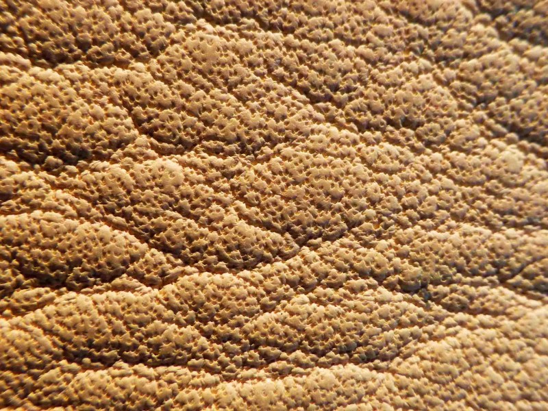 Un cuir aniline à très gros pores.